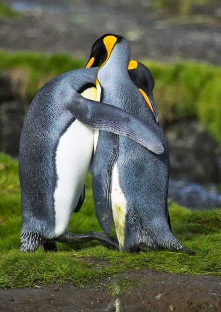 nm-gayguy:  our-amazing-world:  King penguins huggin Amazing World beautiful amazing  :o) 
