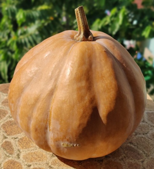 Mautini pumpkin