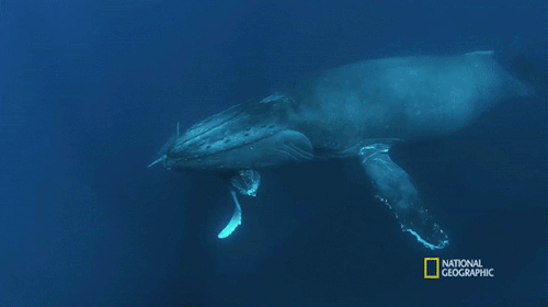  Humpback Whale Migration