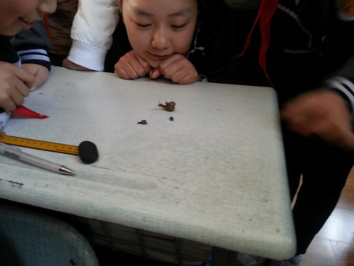 nonomella:  i had to break up an illegal snail smuggling ring in my class today 