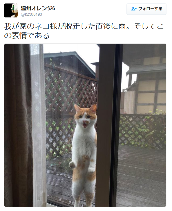 highlandvalley:  温州オレンジ6さんのツイート: “我が家のネコ様が脱走した直後に雨。そしてこの表情である