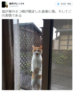 highlandvalley:  温州オレンジ6さんのツイート: “我が家のネコ様が脱走した直後に雨。そしてこの表情である http://t.co/SZBZ2Z9sdd” 