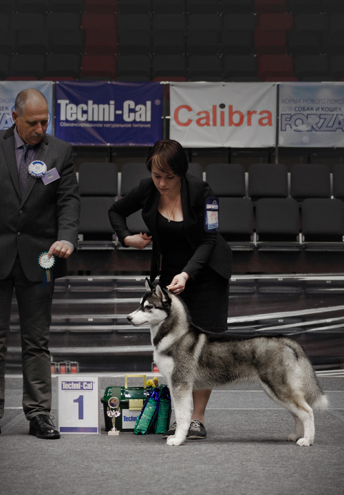 Kristari’s Caesar Of Volantis went BISS Puppy-1 at the speciality yesterday :)