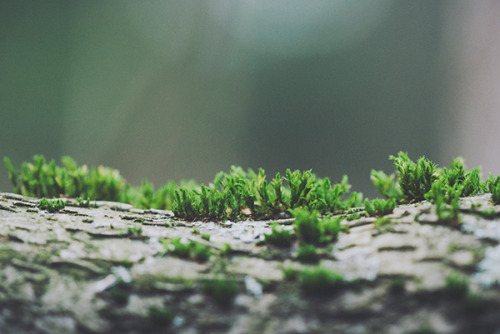 leebarguss:  Life on a Branch (by Nina Lindfors) 