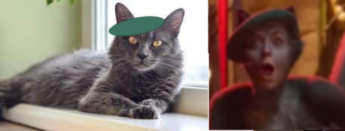 Cats 2019 As Real Cats Because Why Not. Part 2 The Queens.