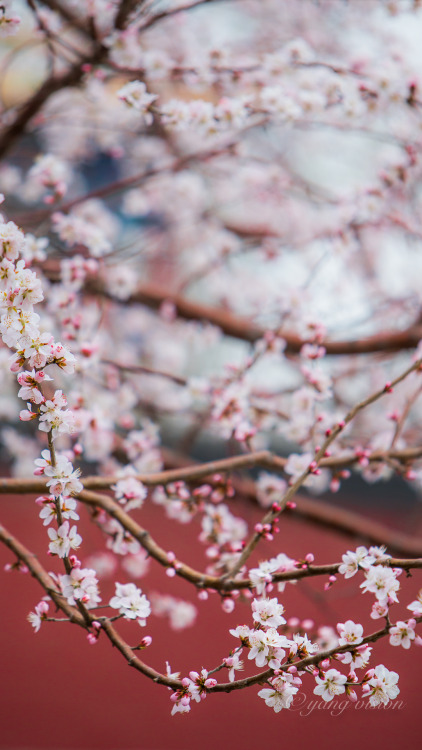 fuckyeahchinesegarden:peach blossoms in 北海公园, beijing by 视觉影像杨