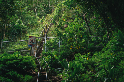 tropicalblxck:  reynoldslb:  Stairway to Heaven (Entrance)   Jungle/tropical blog here!   ❁❁ Calm an
