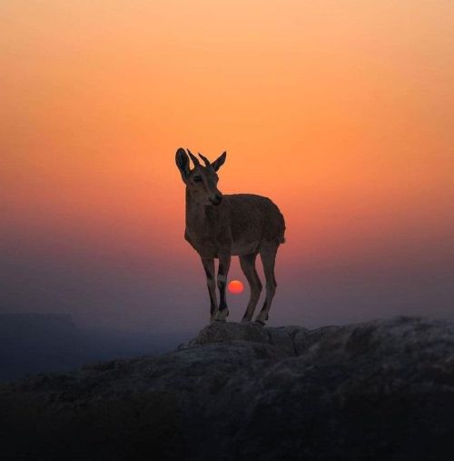 Sunrise at the Ramon crater in Israelphoto by Idan Arad