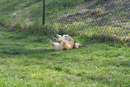 Sex vegasthecorgi:  “Oh… hello.” pictures