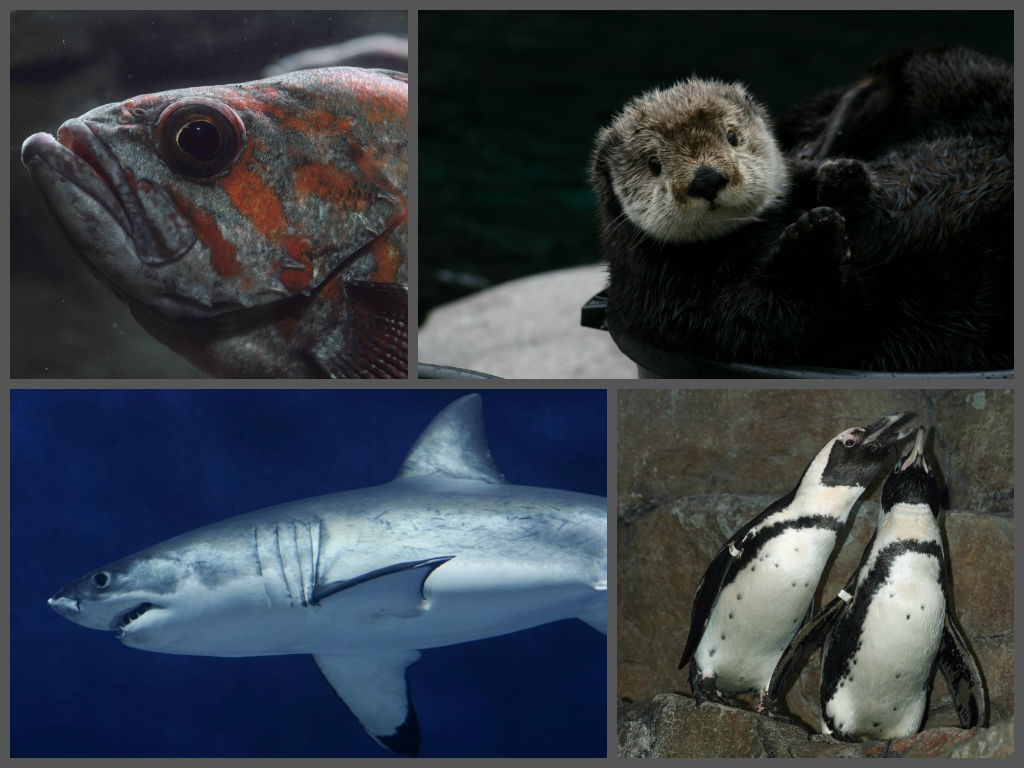 Did you know that today is Endangered Species Day, celebrating the 40th anniversary of the federal Endangered Species Act? We rescue, study and care for many endangered species at the Aquarium, in cooperation with government agencies. These include...