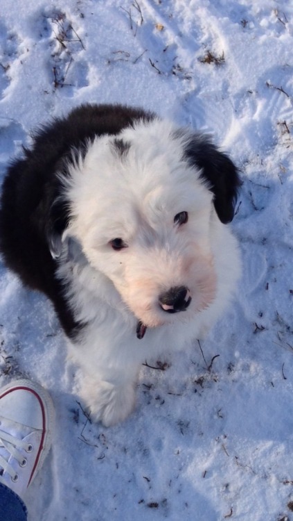 handsomedogs:Arthur the Old English Sheepdog.