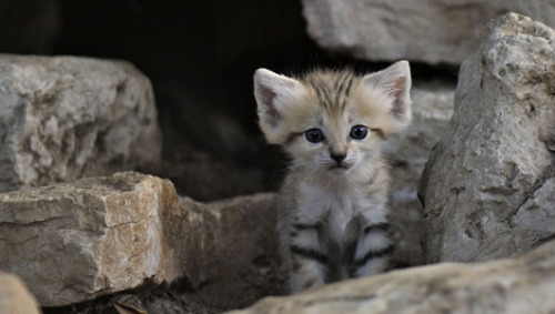 mothernaturenetwork: The birth of these sand kittens might be old news, but we can’t still can