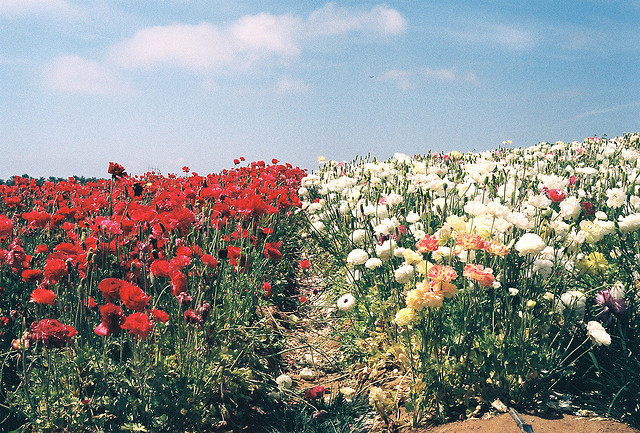 englishsnow:   Andrea Cheng      
