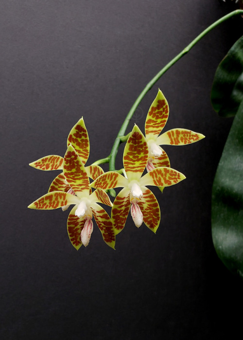 Phalaenopsis sumatrana (Sumatra, Borneo and the Malay Peninsula)