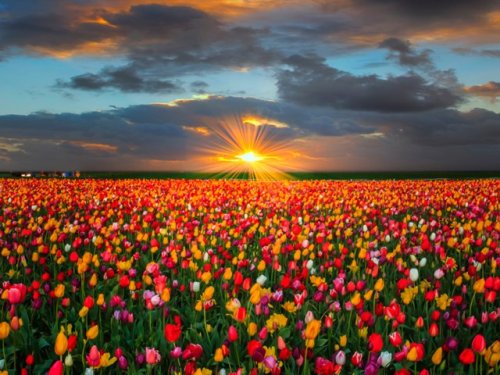 Sunrise over tulip fields, Woodburn, Oregon