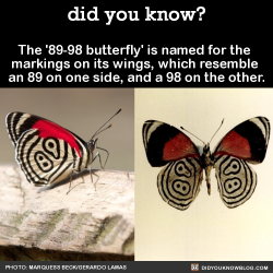did-you-kno:  The ‘89-98 butterfly’ is