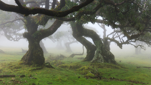 At Fanal, Madeira island by Ricardo Pestana Facebook | 500px | Instagram