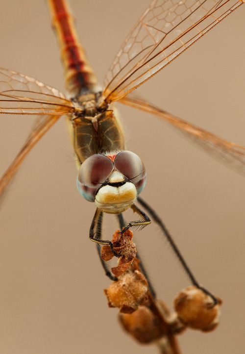 Red-veined darter (portrait )The Red-veined darter or Sympetrum fonscolombii is a medium size dragon