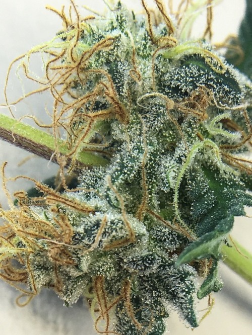 Sex trichomephotography: Atomic Bomb sample bud pictures