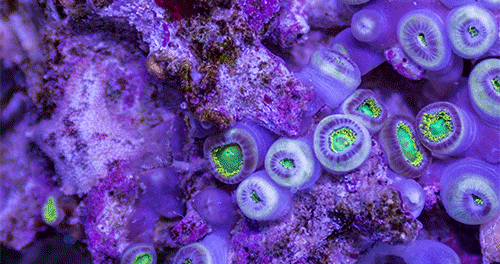 asylum-art:An Extraordinary Macro Timelapse of Aquatic Wildlife by Sandro BocciThe above clip is a trailer of sorts for an upcoming non-verbal film titled Prograve by Italian filmmaker and documentarist Sandro Bocci. The feature is billed as (translated