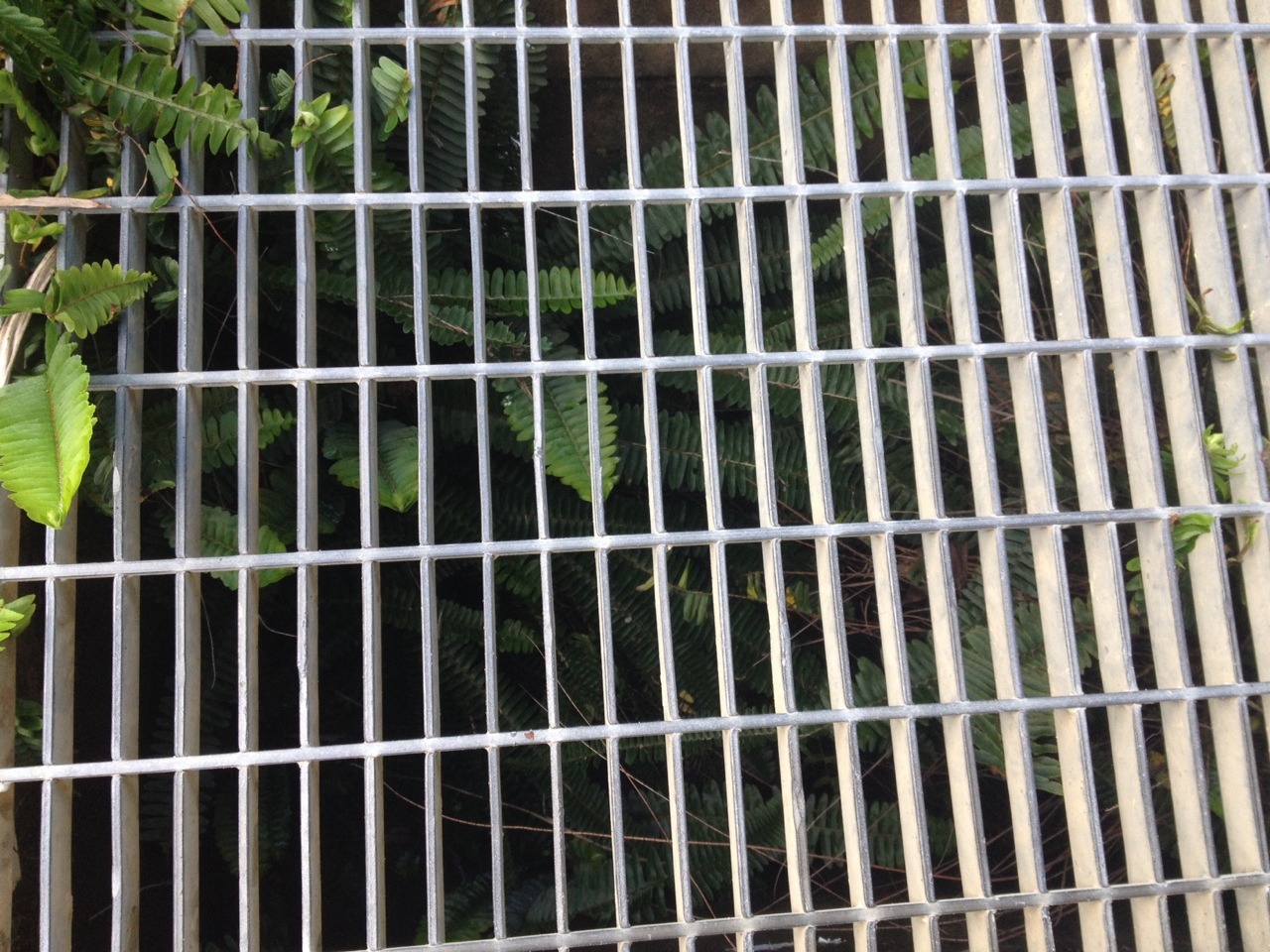 herbist:  I was walking up this killer ass hill when i saw this drain and took a