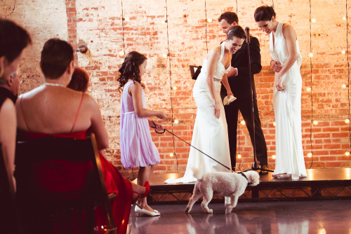 Garfield hated Mondays, but even he would love this slide show of pets in formal wedding gear + tips