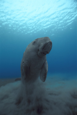 Trynottodrown:  Dugong (Dugong Dugon) Returning To Surface After Sleeping/Resting