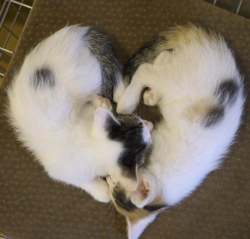 de-lila-a-medio-dia: Cats hearts. ♥