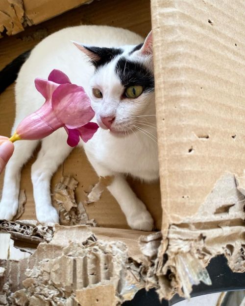 : I need it. I don’t need it. Leave me alone! And leave that flower with me! . . . #flowers #catand