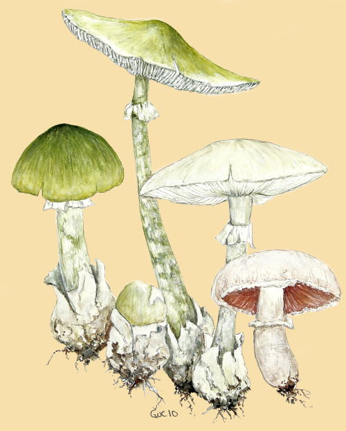 Guc92 aka Jean-Christophe Gueguen - Amanita Phalloides, 2010  Paintings: Watercolors