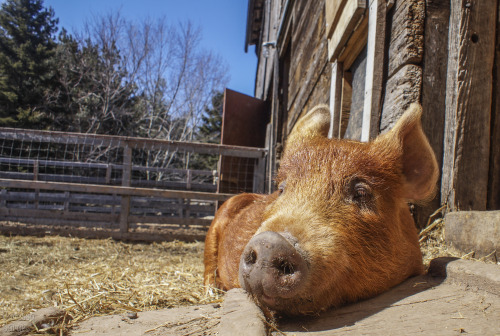 Wishing Well Sanctuary, in Bradford, Ontario, has started having their tour days.  They are trying o