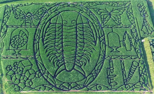 Trilobite. Corn. Maze.Geoscientists, if you’re anywhere near the US State of Wisconsin; you have a c