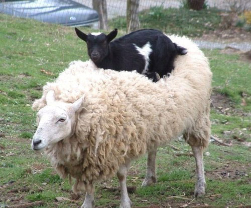 theanimalblog:  Animals riding other animals 