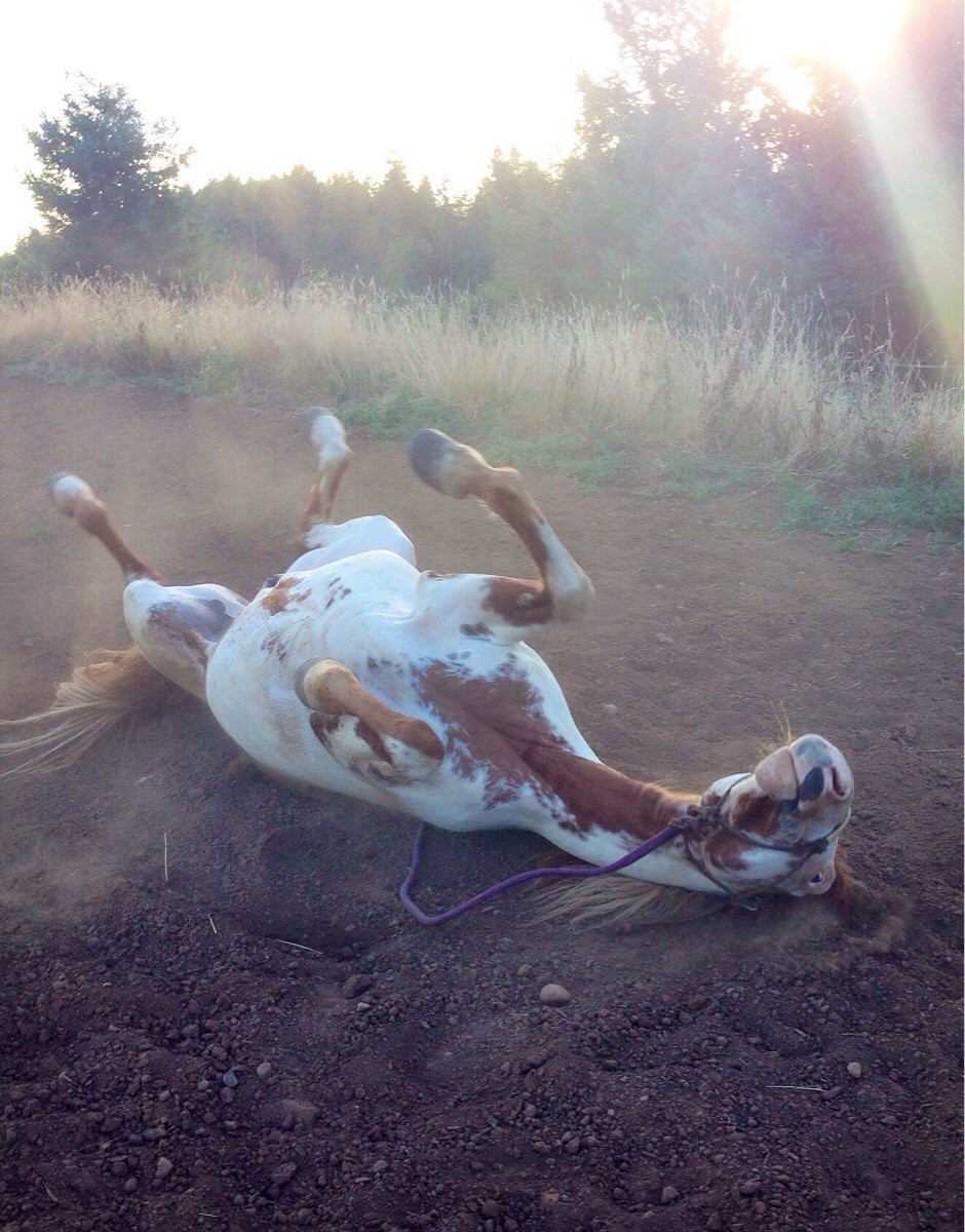 dynastylnoire:  awwww-cute:  Whenever I’m walking with my horse and feel him stop,