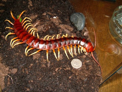 cool-critters:  Amazonian giant centipede (Scolopendra gigantea)The Amazonian giant centipede is one of the largest representatives of the genus Scolopendra with a length up to 30 cm. It can be found in various places of South America and the Caribbean,