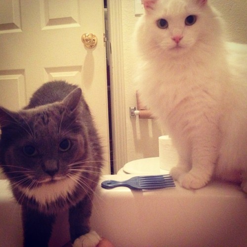 My fur babies, Zoey and Fitz. (submitted by mollyhoxforgetmenots)