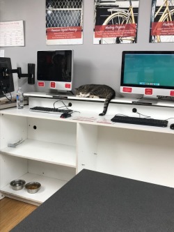 bodegacat:Copy Store Cat! Thanks Anne!!