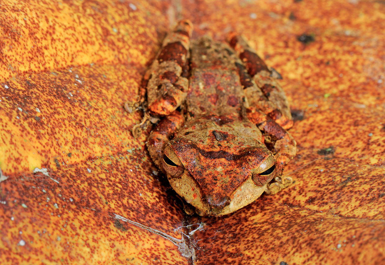 nubbsgalore:  &ldquo;dead leaves and the dirty ground, when i don’t know you’re