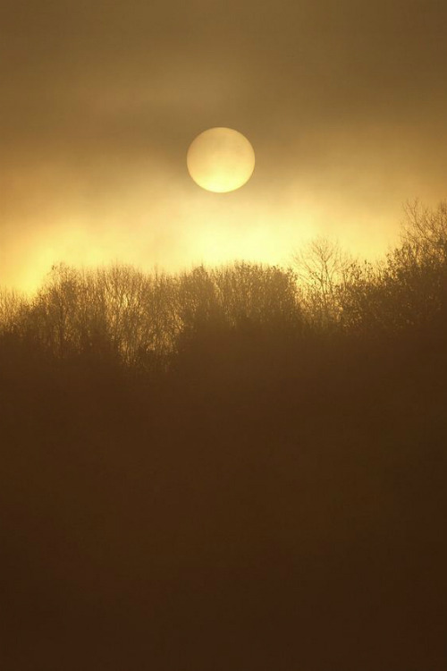 ilaurens:  Nuits et brouillard - By: (Nicole Faton)