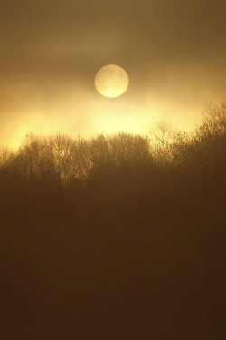 ilaurens:  Nuits et brouillard - By: (Nicole