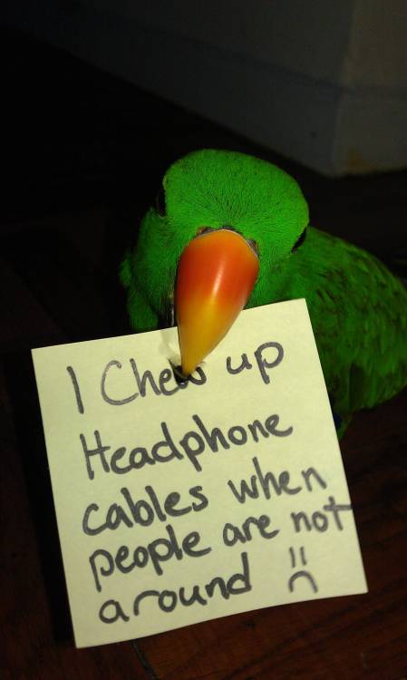 avianawareness: YES! Bird shaming! I need to make one regarding Piko searching for my cellphone to f