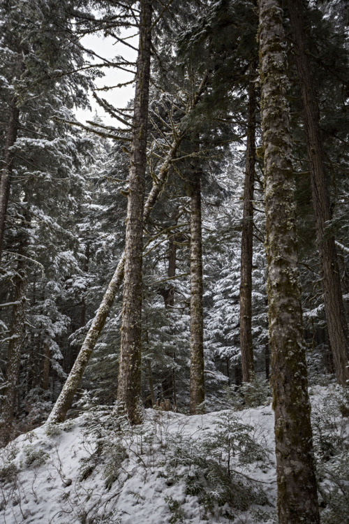 haleycrozier:There’s a certain kind of silence in the woods when there’s snow on the ground..Haley C