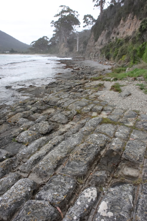 geologicaltravels: 2018: Most Australian schoolchildren have heard of the Tessellated Pavement, foun