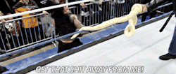 jewelbynature:  sammeexsweetheart:  yesamanias-deactivated20140316: Someone doesn’t like snakes. (x)  Reblogging everytime I see this lol  Lol ! 