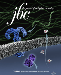 Cover illustration for the Journal of Biological Chemistry. Article describes how hyaluronic acid associates with TLR4 and initiates pathway activation.
Illustration: Ethan Tyler