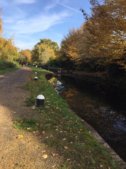Autumn walks (Robin hood road, Surrey)