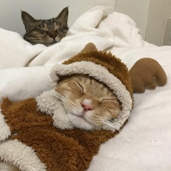 coolcatgroup:Oh my 