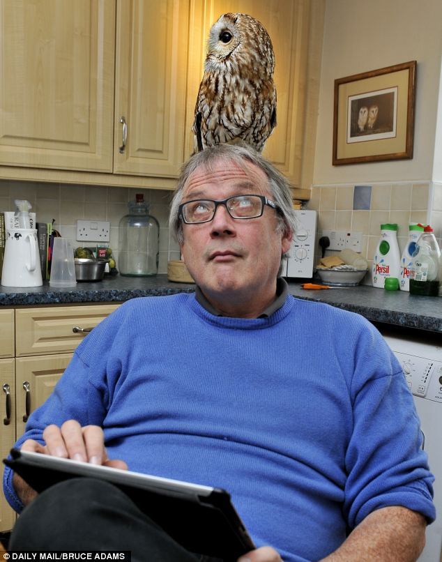 catsbeaversandducks:  Meet Bertie, the owl who is afraid of going outside… and