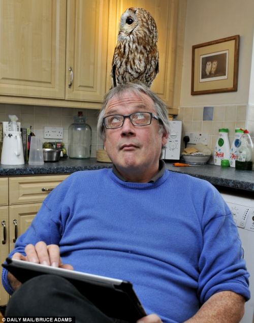 catsbeaversandducks:  Meet Bertie, the owl who is afraid of going outside… and he loves nothing more than helping his owner make a cup of tea! Bertie, the three-year-old tawny owl that is agoraphobic. He shares a farmhouse with his owner Peter Middleton,