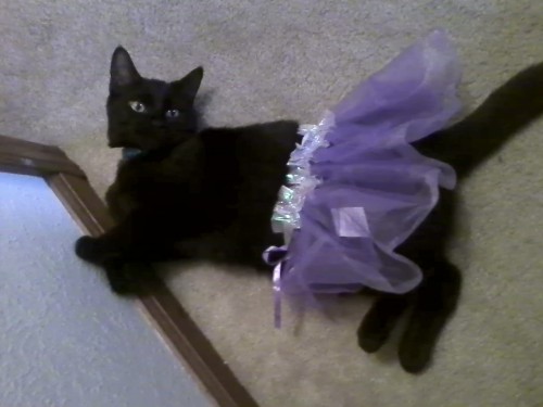 thecutestofthecute: So I got a purple tu-tu dress for my cat Luna today